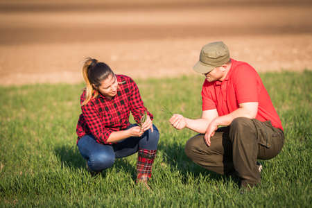 Young farmers examing  planted wheat while tractor is plowing field