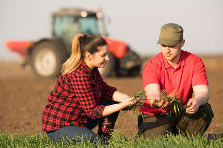 Young farmers examing  planted wheat while tractor is plowing field