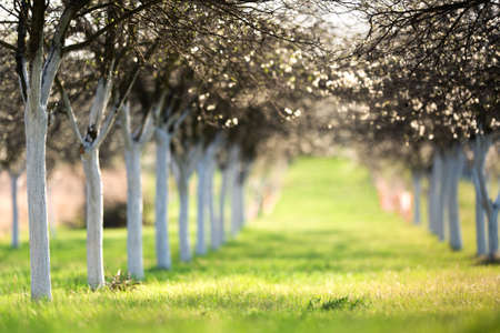 Blossoming flower cherry orchard in spring timeの写真素材
