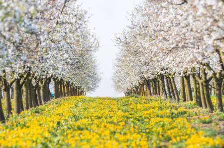 Blossoming flower cherry orchard in spring timeの写真素材
