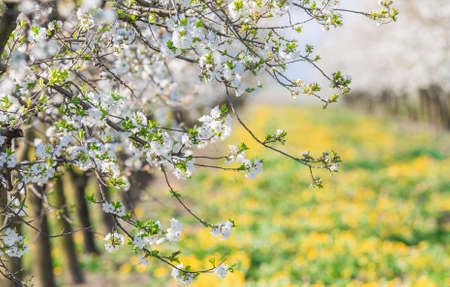 Blossoming flower apple orchard in spring timeの写真素材