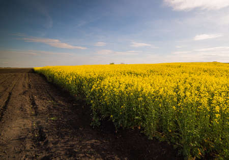 Yellow oilseed rape field under the blue bright sky with sun