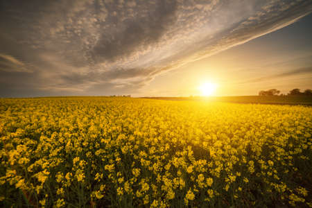 Yellow oilseed rape field under the blue bright sky with sunの写真素材