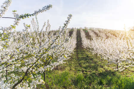 Blossoming flower cherry orchard in spring time の写真素材