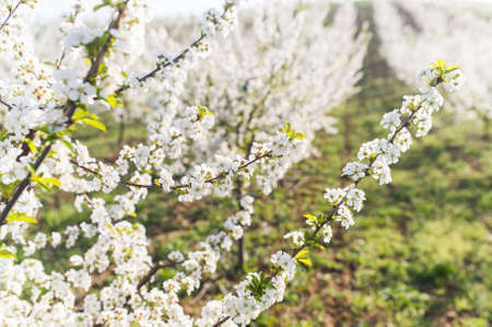Blossoming flower cherry orchard in spring time の写真素材