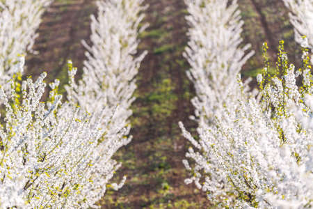 Blossoming flower cherry orchard in spring time の写真素材