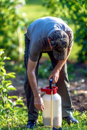 Gardener applying an insecticide fertilizer to his fruit shrubs, using a sprayerの写真素材