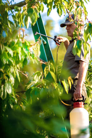 Gardener applying an insecticide fertilizer to his fruit shrubs, using a sprayer