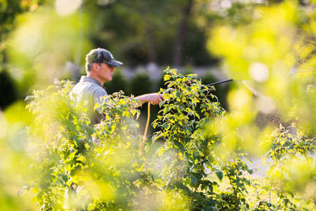 Gardener applying an insecticide fertilizer to his fruit shrubs, using a sprayer