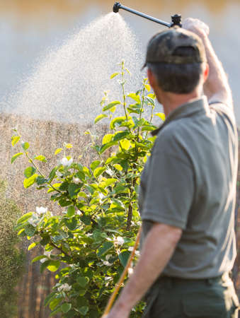 Gardener applying an insecticide fertilizer to his fruit shrubs, using a sprayerの写真素材