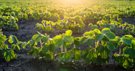 Agricultural soy plantation on sunny day - Green growing soybeans plant against sunlightの写真素材