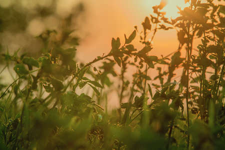 Clover and grass - meadow in sunset mood
