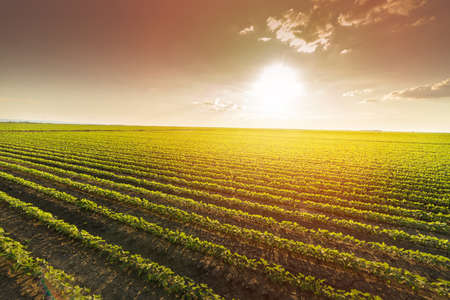 Soybean Field Rows in sunsetの写真素材