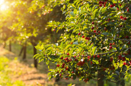 Red and sweet cherry trees in orchard - branch  in early summerの写真素材