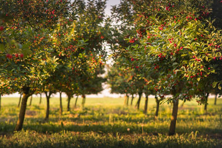 Red and sweet cherry trees in orchard - branch  in early summerの写真素材