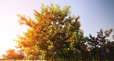 Red and sweet cherry trees in orchard - branch  in early summerの写真素材