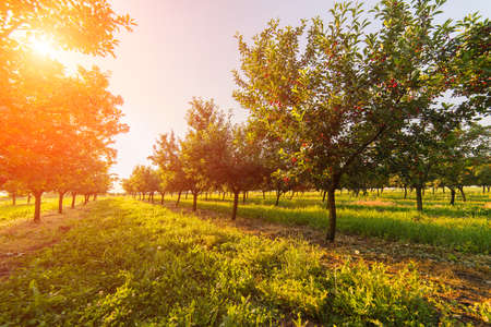 Red and sweet cherry trees in orchard - branch  in early summerの写真素材