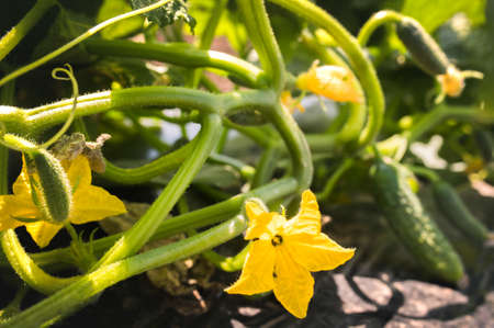 Young fresh cucumber plantation - cultivation of cucumbers in fields, growing organic vegetablesの写真素材