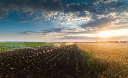 Irrigation system watering a crop of soy beans at fieldの写真素材