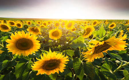 Field of sunflowers in warm sunny summer day 