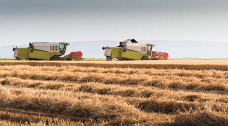 Harvesting of wheat field in summer