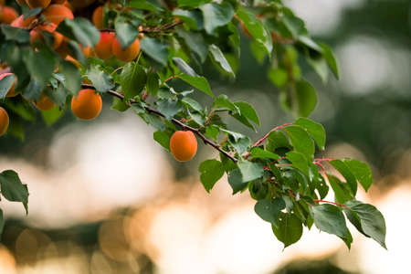 Fresh, organic, ripe apricots on the branchの写真素材