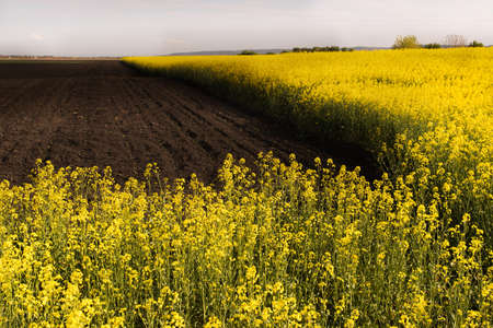 Yellow oilseed rape field under the blue bright sky with sunの写真素材