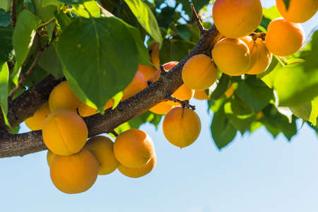 Fresh, organic, ripe apricots on the branchの写真素材