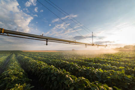 Irrigation system watering a crop of soy beans at fieldの写真素材