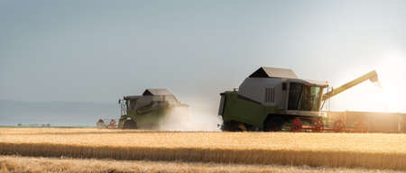 Harvesting of wheat field in summerの写真素材