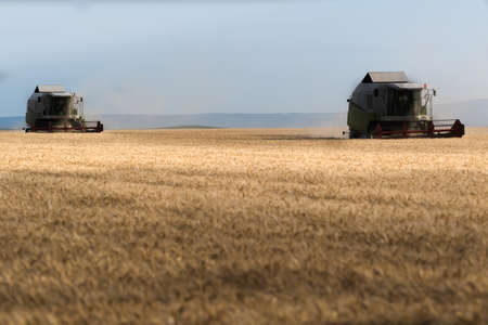 Harvesting of wheat field in summerの写真素材