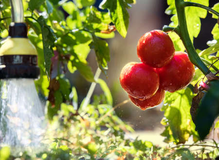 Watering seedling tomato plant in greenhouse gardenの写真素材