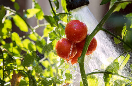 Watering seedling tomato plant in greenhouse garden