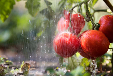 Watering seedling tomato plant in greenhouse gardenの写真素材