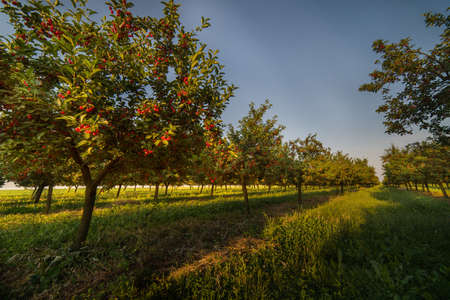 Red and sweet cherry trees in orchard - branch  in early summerの写真素材