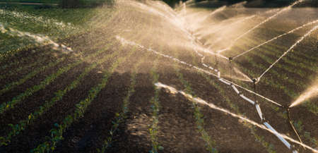 Irrigation system watering a crop of soy beans at fieldの写真素材