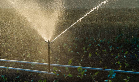 Irrigation system watering a crop of soy beans at field