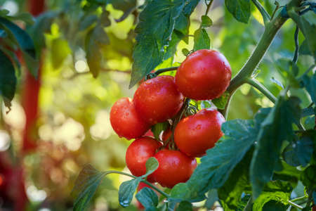 Watering seedling tomato plant in greenhouse gardenの写真素材