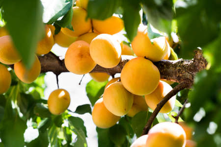 Fresh organic ripe apricots on the branchの写真素材