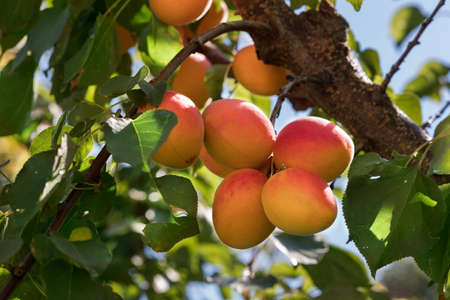 Fresh, organic, ripe apricots on the branchの写真素材