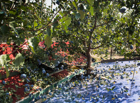 Picking ripe purple plums -  shake plums with a machine