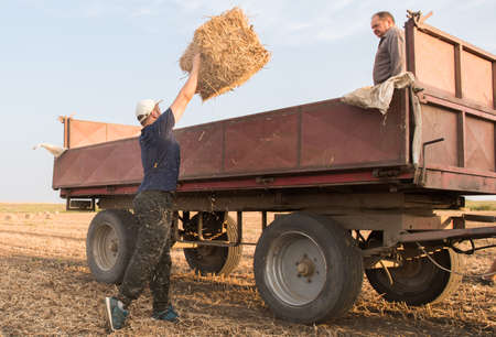 Young and strong farmer throw hay bales in a tractor trailer - bales of wheat at fieldの写真素材