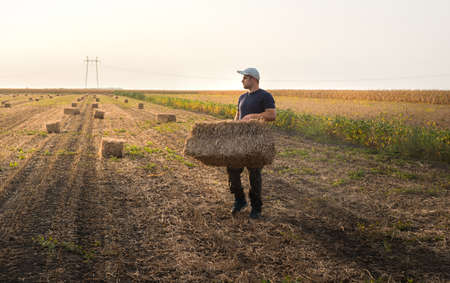 Young and strong farmer throw hay bales in a tractor trailer - bales of wheat at fieldの写真素材