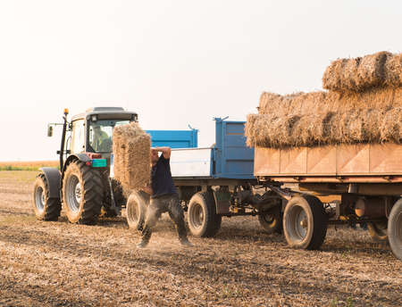 Young and strong farmer throw hay bales in a tractor trailer - bales of wheat at field の写真素材
