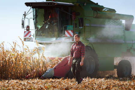 Harvesting of corn field with combine in early autumn