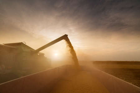 Pouring corn grain into tractor trailer after harvestの写真素材