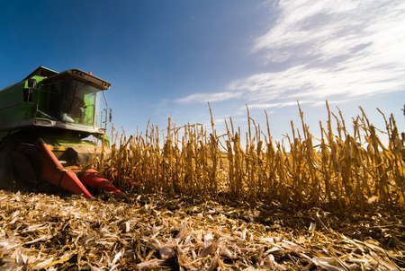 Harvesting of corn field with combine in early autumn