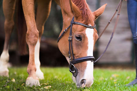 Beautiful purebred brown horse eating grass