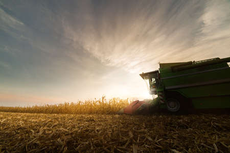 Harvesting of corn field with combine in early autumnの写真素材