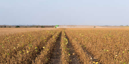 Harvesting of soybean field with combine in late summerの写真素材